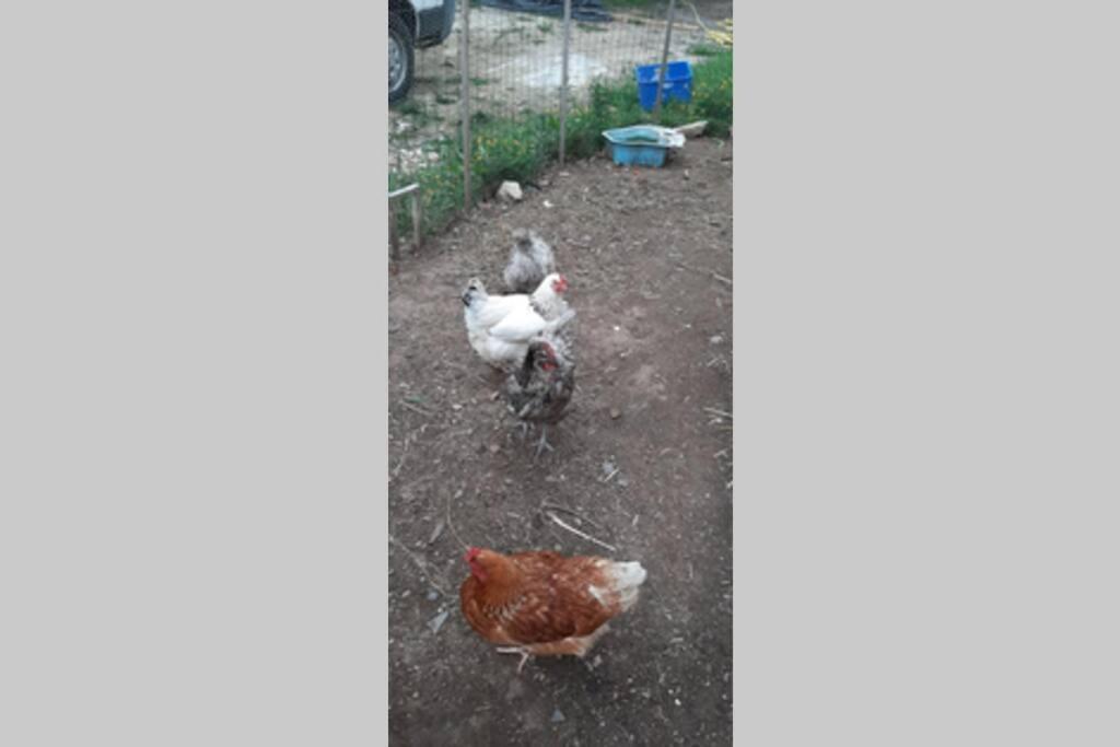 16Bis 1Ch, 2-4Pers, Jardin Les Gites Bigoudens Ploneour-Lanvern Bagian luar foto